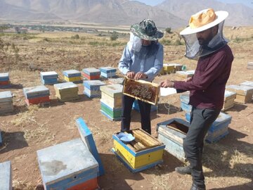 وجود ۵۹ هزار کلنی زنبور عسل درشهرستان کیار