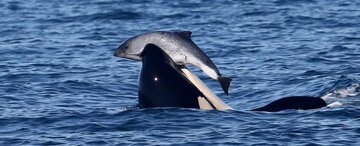 کشتار بی‌دلیل یک موجود دوست‌داشتنی توسط نهنگ‌های قاتل/ عکس
