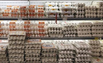 جدیدترین قیمت تخم مرغ محلی و بسته بندی در بازار/  قیمت هر شانه تخم مرغ ۲۰ عددی چند شد؟