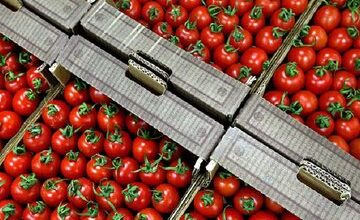 علت افزایش قیمت گوجه فرنگی اعلام شد/ جزییات