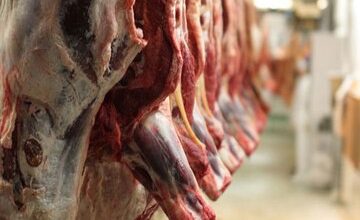 قیمت گوشت قرمز در بازار تهران کاهش یافت/ زایش مطلوب جمعیت دامی در پاییز