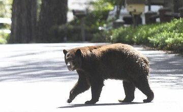 مشاهده یک خرس قهوه‌ای به همراه دو توله در این استان/ عکس