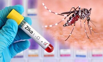 ویروس «زیکا» چیست؟/ علائم و نشانه‌های عفونت ویروسی زیکا