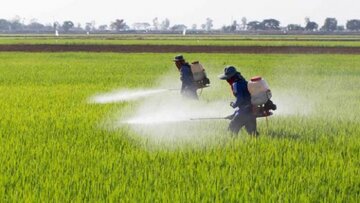 اجرای طرح مبارزه با آفات در ۳۳هزار هکتار از مزارع قزوین