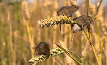 افزایش ۳۰ درصدی موش‌های مهاجم در مزارع کرمانشاه