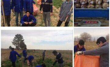 تولید و برداشت ۵ تن صیفی‌جات در هنرستان کشاورزی امیرآباد دامغان