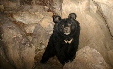 خرس کمیاب و در معرض انقراض ایران