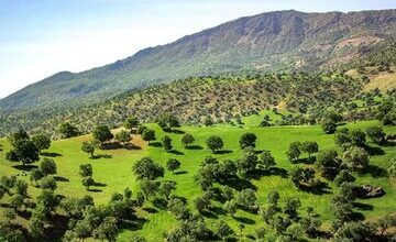 زاگرس ذخیره گاه طبیعت ایران است/راستی آزمایی فعالیت مافیای درختان بلوط در کردستان