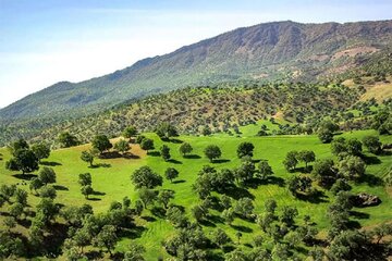 زاگرس ذخیره گاه طبیعت ایران است/راستی آزمایی فعالیت مافیای درختان بلوط در کردستان