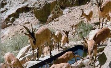 سرشماری زمستانه حیات وحش در ۶ منطقه حفاظت شده استان همدان آغاز شد