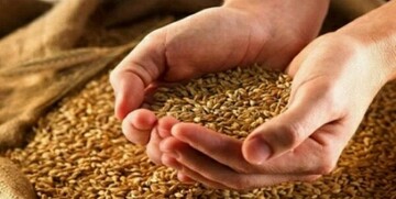 فوری؛ وزیر جهاد قیمت جدید گندم را اعلام کرد