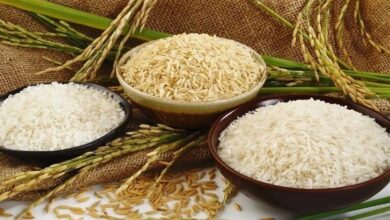 قحطی خاموش/ برنج هندی خالی از مواد مغذی و پُر از آرسنیک