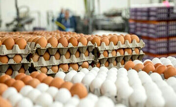 قیمت تخم مرغ در بازار امروز چقدر بود؟ + جدول