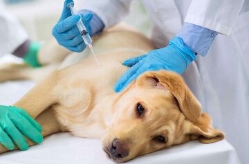 واکسیناسیون بیش از ۹هزار قلاده سگ در قزوین