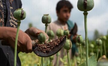 وضعیت فروش تریاک در افغانستان/ کشاورزان و قاچاقچیان ضرر کردند