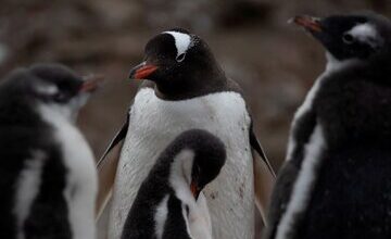 مرگ دست جمعی پنگوئن‌ها!