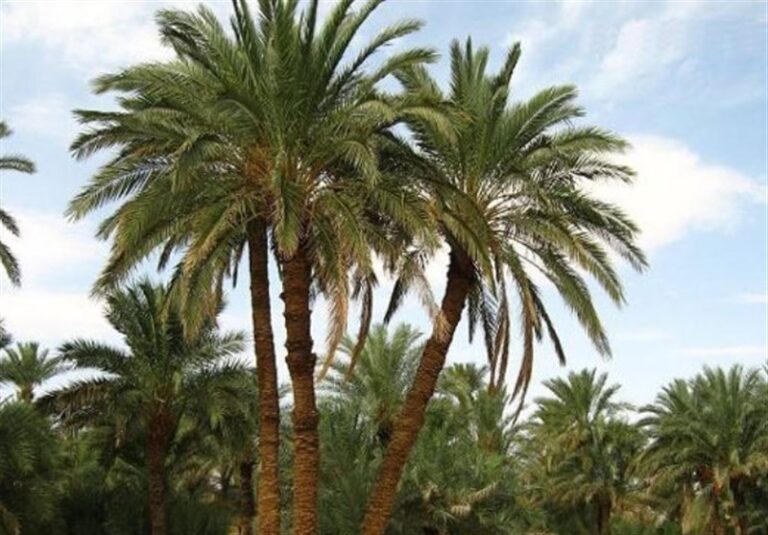 تولید کود و سموم زیستی از پسماند نخلستانها