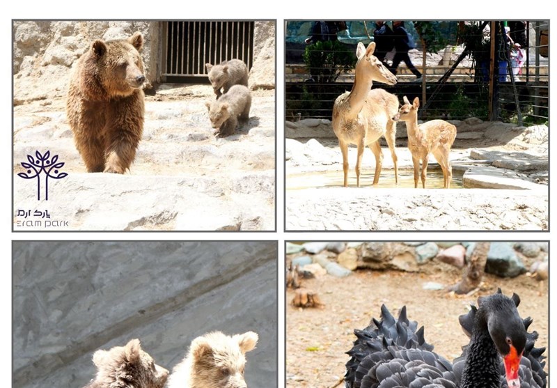 زادآوریهای جدید در باغ وحش ارم سبز