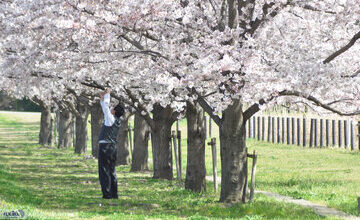 شکوفه‌های بهاری دیدنی ژاپن/ عکس