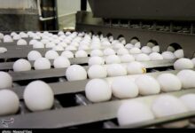 کاهش قیمت تخم‌مرغ در میادین و بازارهای میوه و تره‌بار