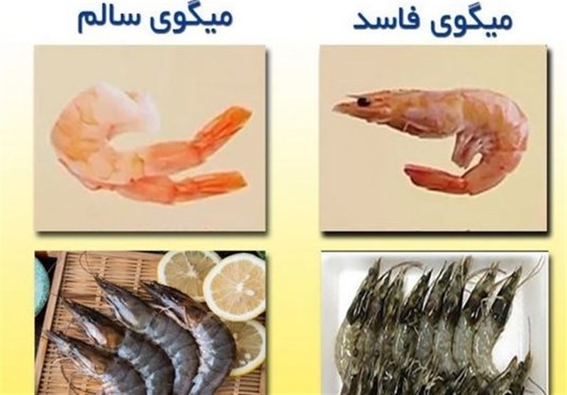 اختراع ایرانی برای پایش فساد میگو با فناوری نانو