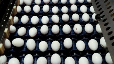 قیمت تخم مرغ در میادین و بازارهای میوه و تره‌بار اعلام شد