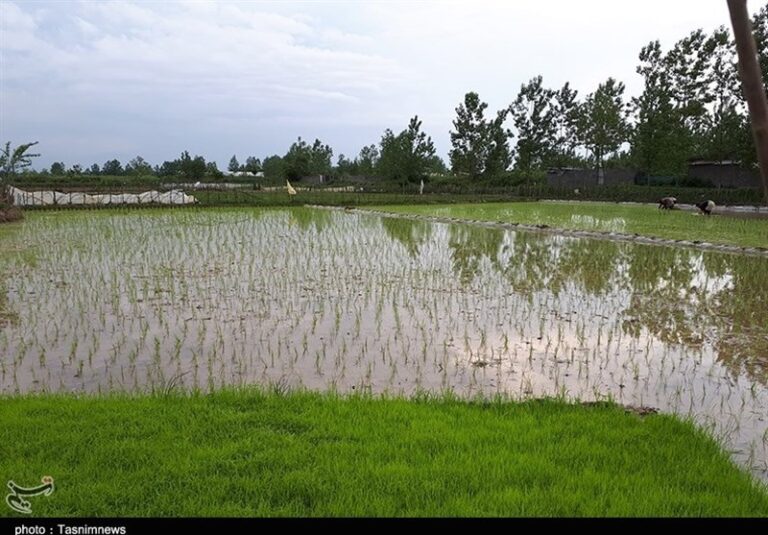 مرثیهای برای رنج شالیکاران گیلانی/ برنجی که فروش نمیرود