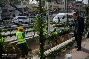 نام‌گذاری کهن‌سال‌ترین درخت چنار در خیابان ولیعصر؛ نام چه‌کسی برای این درخت انتخاب شد؟ /عکس