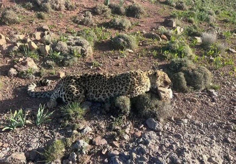 کشف لاشه یک قلاده پلنگ در منطقه شکار ممنوع فریمان