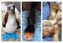 گزارش تصویری| حیواناتی که شکل پای آن‌ها خیلی عجیب است!