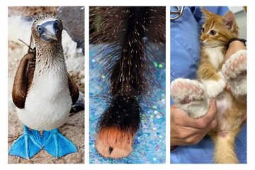 گزارش تصویری| حیواناتی که شکل پای آن‌ها خیلی عجیب است!