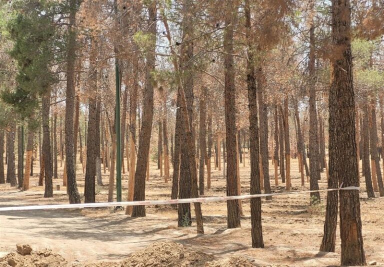 ابتلای درختان سوزنیبرگ چیتگر به بیماری “سوسک پوستخوار”