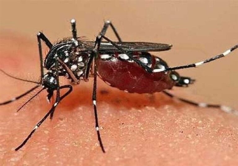 احتمال ابتلای دوباره به “تب دنگی”/ مصرف این داروها ممنوع است