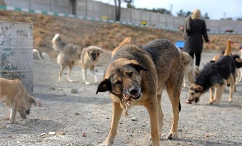 بحران “سگ‌های ولگرد” با عدم قانون‌گذاری به فاجعه ختم می‌شود