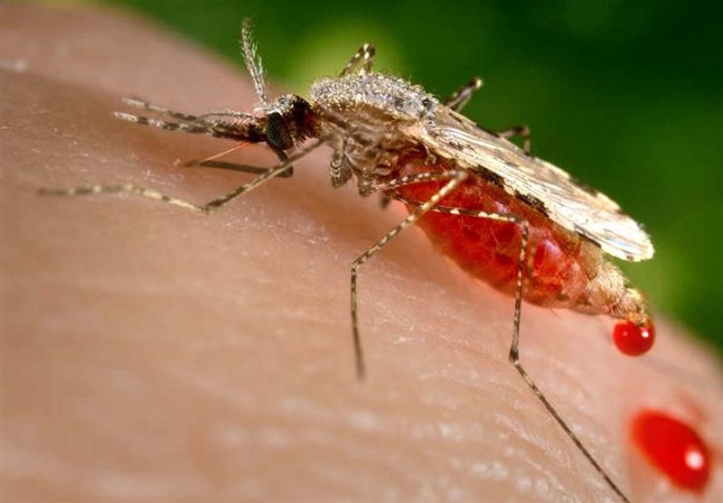 درخواست وزارت بهداشت از شهرداریها برای کنترل “پشه آئدس”