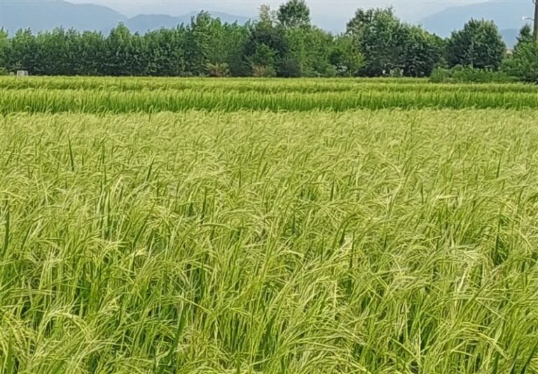 دلنوازی خوشههای طلایی برنج در شالیزارهای شمال + فیلم
