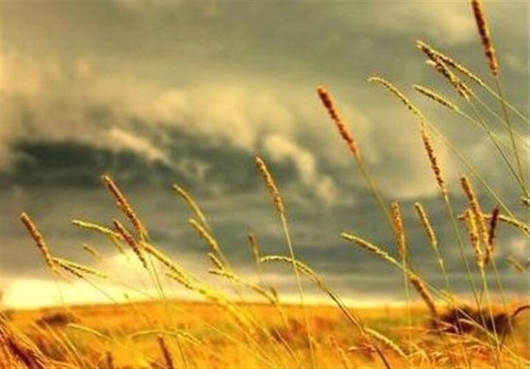 طلب ۱۰۲ هزار میلیارد تومانی گندمکاران از دولت