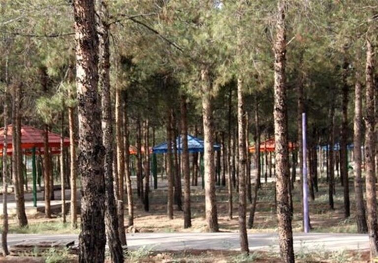 عامل خشکی درختان پارکهای جنگلی تهران اعلام شد
