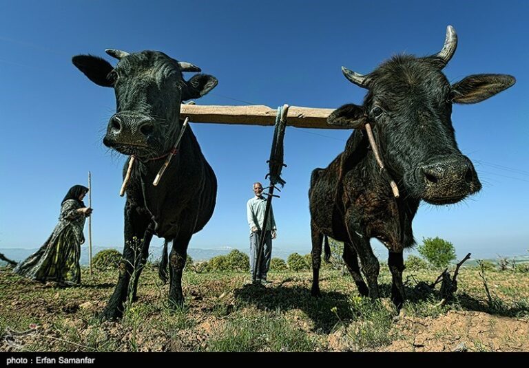 “کشاورزی سنتی” عامل مرگ آبخوانهای ایران