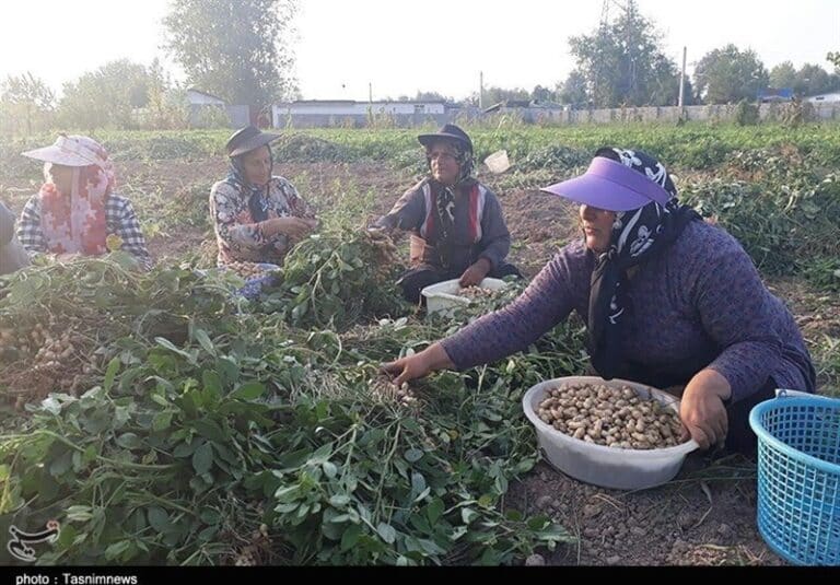 گلایه کشاورزان آستانه اشرفیه از واردات بادام زمینی به ایران