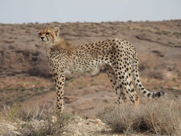 بیم و امید برای درمان «دلبر»/ تلاشها بیوقفه ادامه دارد