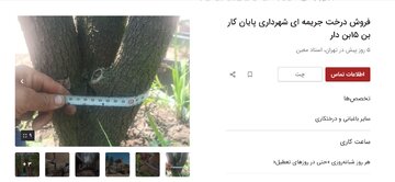 آگهیهای جدید دیوار؛ اجاره درخت!/ راه جدید برای پایان کار ساختوسازها / چنار ۷۰ ساله: ۲۵ میلیون