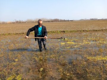 اجرای طرح جهش تولید برنج در ۱۰۰۰ هکتار از شالیزارهای گیلان؛ فاز اول در ۵ شهرستان