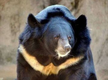 جزییات راهاندازی مرکز بازپروری خرس سیاه در کرمان