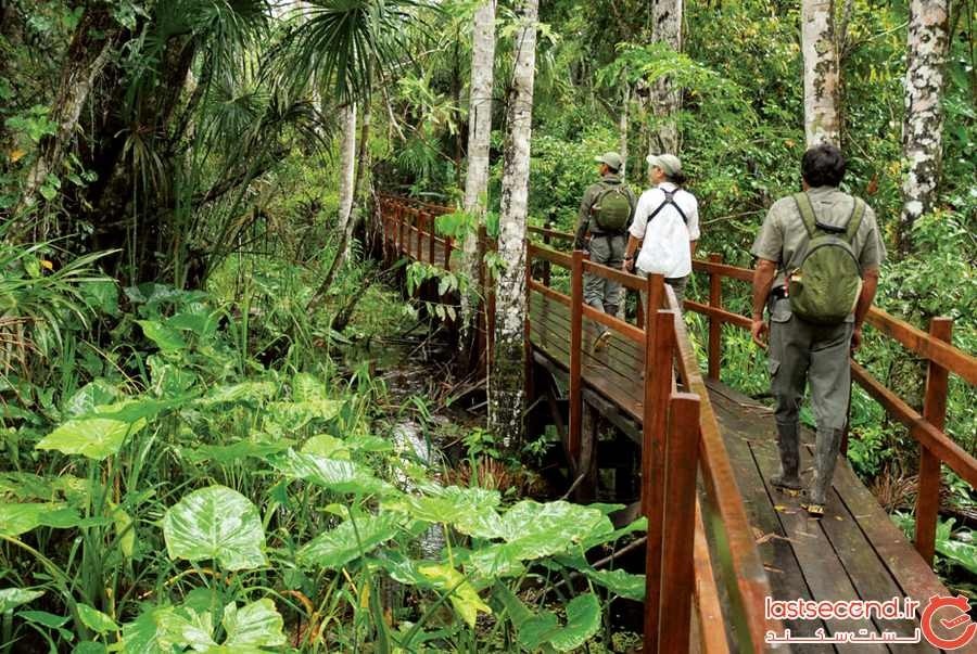 درختکاری و گردشگری پایدار؛ نقشی کلیدی در توسعه اکوتوریسم و حفظ محیطزیست