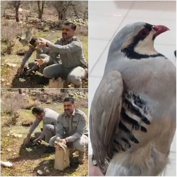 رهاسازی ۸ قطعه کبک وحشی به دامان طبیعت خرمآباد