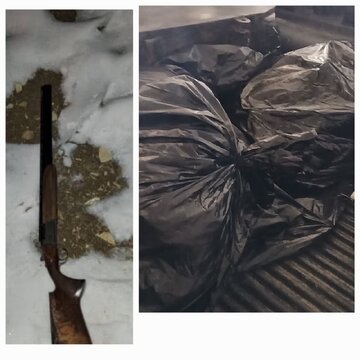 متخلفین شکار گراز در سلسله دستگیر شدند