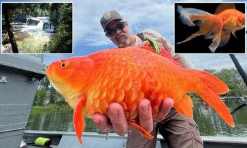 پیدا شدن ماهی قرمز غولپیکر در رودخانهای خبرساز شد/ عکس
