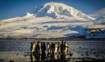 ترامپ بر جزایر خالی از سکنه و زیستگاه پنگوئنها نیز تعرفه وضع کرد!/هیچ جای زمین امن نیست