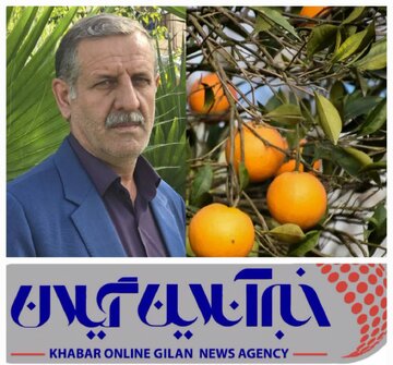 درسال ۱۴۰۳ موفق به خرید ۵۵۰۰ تن پرتقال زیر درختی از باغداران مرکبات دو شهرستان رودسر و املش شدیم